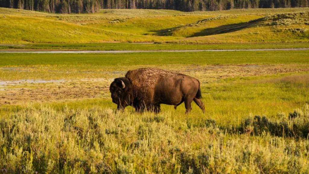 What Was the First National Park?